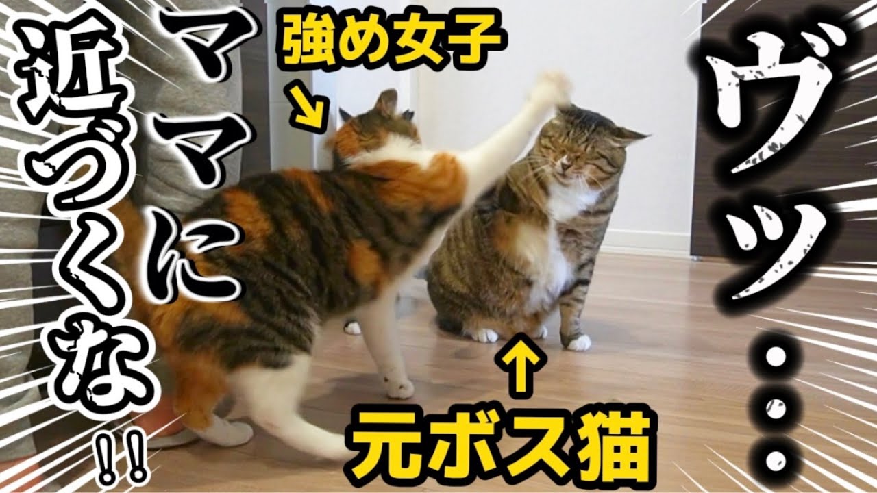 23歳一人暮らし。元ボス猫を家族に迎えたらいびきがデカすぎて睡眠妨害がすごいので被害届を出そうか悩んでます