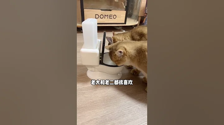 【牛奶是只猫】一时间竟然不知道小老三是聪明还是傻😂 #金渐层 #猫咪 #萌宠 - 天天要闻