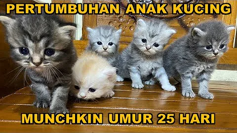 Watch the video about PERKEMBANGAN ANAK KUCING MUNCHKIN UMUR 25 HARI