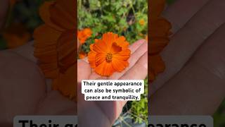 Famous Symbolism of the Cosmo Flower! #flowers #peace #healing Wealth