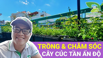 Hướng dẫn trồng chăm sóc cây cúc tần Ấn Độ cho nhà phố & cách khắc phục những lỗi sai thường gặp !!!