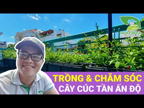 Video: Hoa cúc Ấn Độ: đặc điểm, cách trồng, chăm sóc và đánh giá