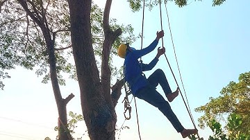 Amazing | Climbing with a rope sawing a large Tamarind tree / Leo bằng dây cưa cây Me Tây lớn | T518
