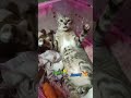 #แม่ปูลูกแจมจิมมี่ 🐈🐈#KAT ❤️ MOM