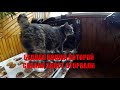 Кошка у которой собаки хвост оторвали / A cat whose dog's tail was torn off/История несчастной кошки