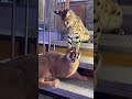 Caracal Serval Playing