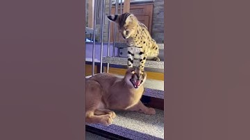 Caracal & Serval playing