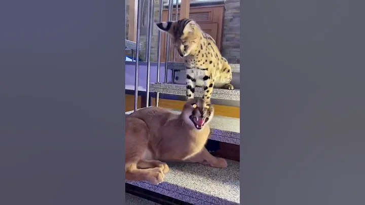 Watch the video about Caracal & Serval playing