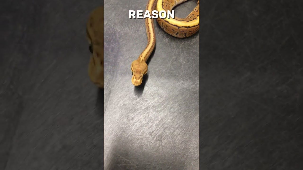 Head Wobble Snake Isn’t All Bad 