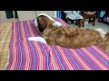 Cute Saint Puppy doesn&#39;t want to go to her bed &amp; plays sleeping ll KEIKO&#39;S DIARY