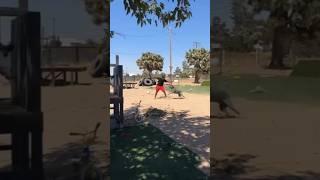 Cane corso dog aggressive on trainer #viral #pitbull #trending #youtubeshorts #shortvideo