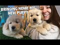 BRINGING HOME MY NEW GOLDEN RETRIEVER PUPPY: welcome home Link 🤍