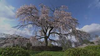 The Kokinshû. Spring Poems. Part I, 61 Ise - O, cherry blossoms! / Чтоб вишен цветом...