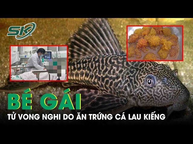 Ăn Cá Lau Kiếng Có Chết Không? Giải Mã Những Nguy Cơ Và Lợi Ích