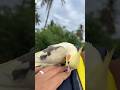 She can’t even touch his boss😅❤️#cockatiel #parrot #pets #foryou #funny #funnyparrot #shorts #fight