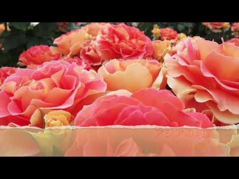 PUFFY【これが私の生きる道/アジアの純真/愛のしるし/渚にまつわるエトセトラ】スペシャルピアノメドレー