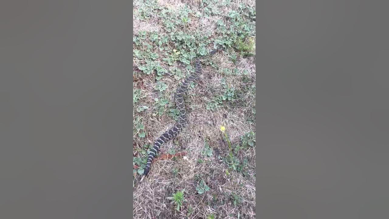 How fast can Rattlesnakes move!?! Very! YouTube