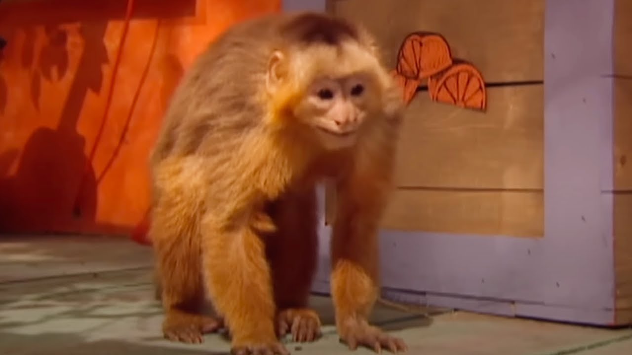 Zoboomafoo - White-Fronted Capuchin | WildBrain Zoo | Animal Lovers Kids Show