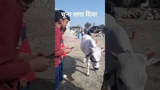 चूना लगा दिया #funny#comedy#itenment#viral