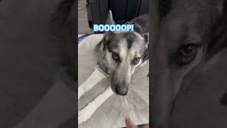 BOOOOP! #boop #youtubeshorts #cute #dog #ytshorts