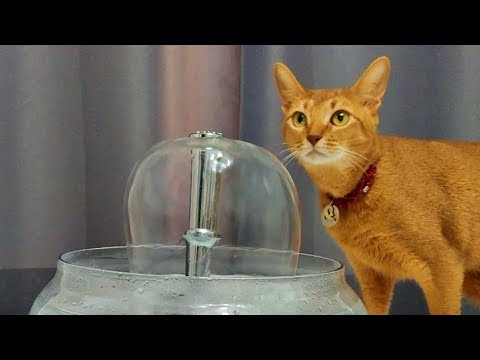 fountain water cat