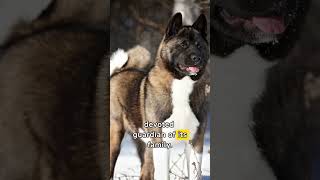 American Akita  One of the most dangerous Dog in the World