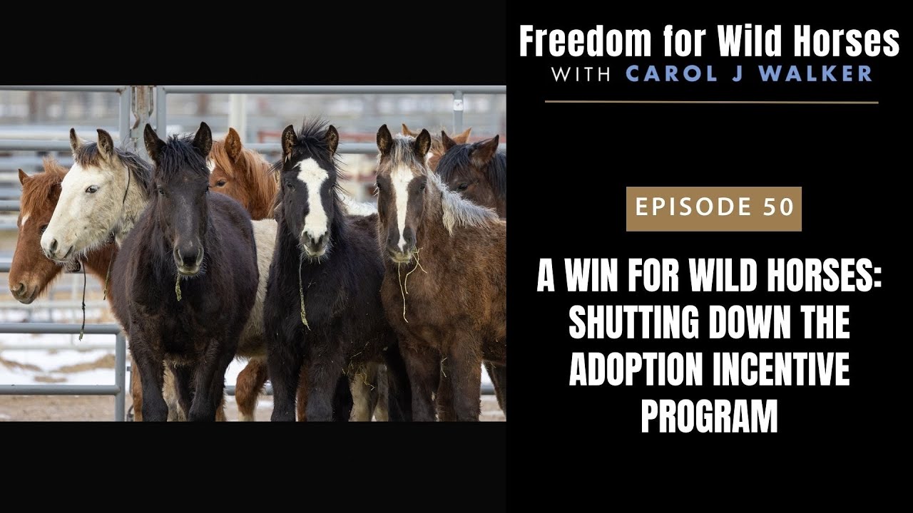 A Win for Wild Horses: Shutting Down the Adoption Incentive Program ...