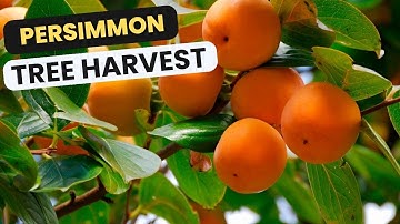 Fuyu Persimmon - Harvesting the Best Fruit Ever!
