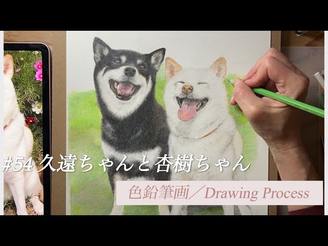色鉛筆画 colored pencil drawings】#55 柴犬の久遠ちゃん・杏樹ちゃん