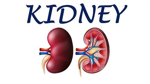 Chp24 | Anatomy of KIDNEY | BDC Vol2 | Dr Asif Lectures