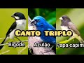 CANTO TRIPLO bigodinho, papa capim e azulão.