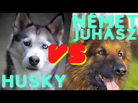 Videó: Különbség A Szibériai Husky és Az Alaszkai Husky Között