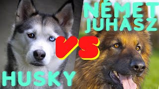 Husky VS Német Juhászkutya! Mik a különbségek, kiknek valók? ...és kiknek nem?  DogCast TV!