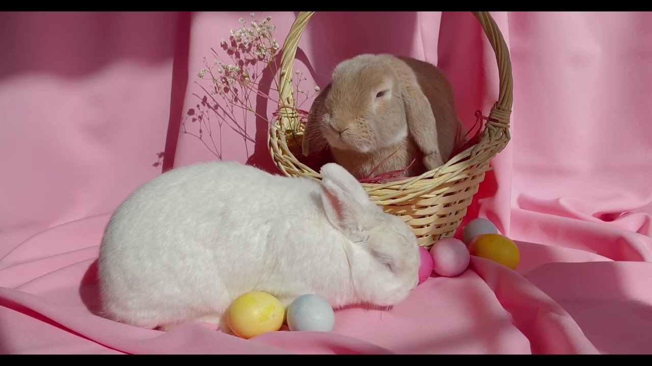 Milton - Húsvéti Nyuszi