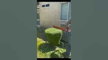 tỉa cây cảnh siêu nhanh #cây_cảnh #tỉa_cây #làm_vườn