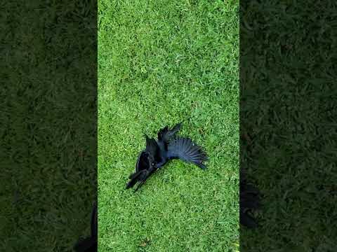 معركة بين غرابان استعراض أمام أنثى الغراب القوي يفوز بالانثى