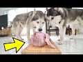 Husky Puppy and Dad vs HUGE Raw Turkey For Thanksgiving! (ASMR)
