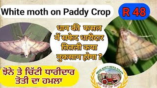 White  Moth heard in the Paddy crop (ਝੋਨੇ ਵਿੱਚ ਉੱਡਦੇ ਭਮੱਕੜ ਕੀ ਹਨ?) Shergill  Markhai