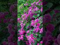 Beautiful  colourful rose#ekmotahathighumechala #flowergarden #gardening #fyp