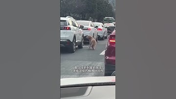 Capture the beautiful life 287.... #funnyvideo #cute #comicalpets #learnonyoutube #ytshorts