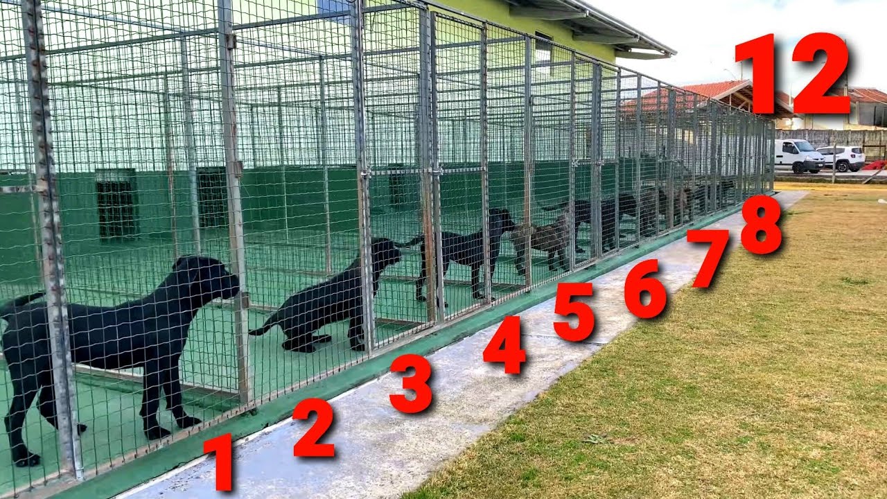 TRIP 01 NO CANE CLUB KENNEL Dragons Pit Kennel YouTube