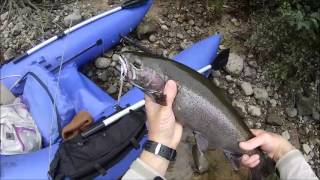 Muskegon River Steelhead