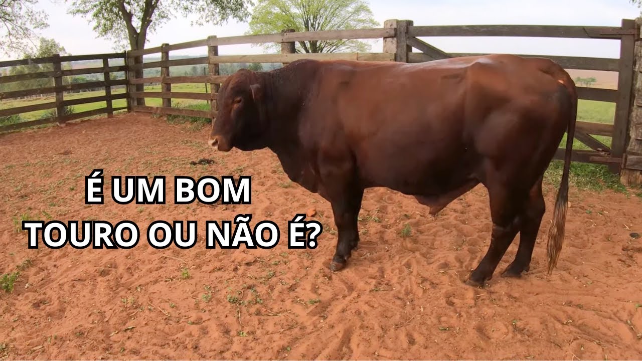 Trocamos 4 garrotes por 1 touro Senepol PO