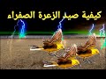 كيفية صيد عصفور الزعرة الصفراء 2022 The Yellow Hawthorn Bird كيفية صيد عصفور الزعرة الصفراء 2022 The Yellow Hawthorn Bird