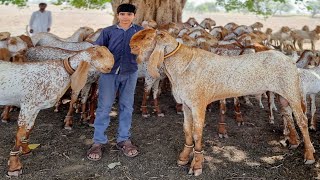 Amazing Goats Give 5 Kg Milk| Bakra Eid @narejogoatfarm9487