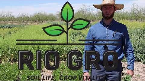 2024 Winter Cover Crop Red Clover