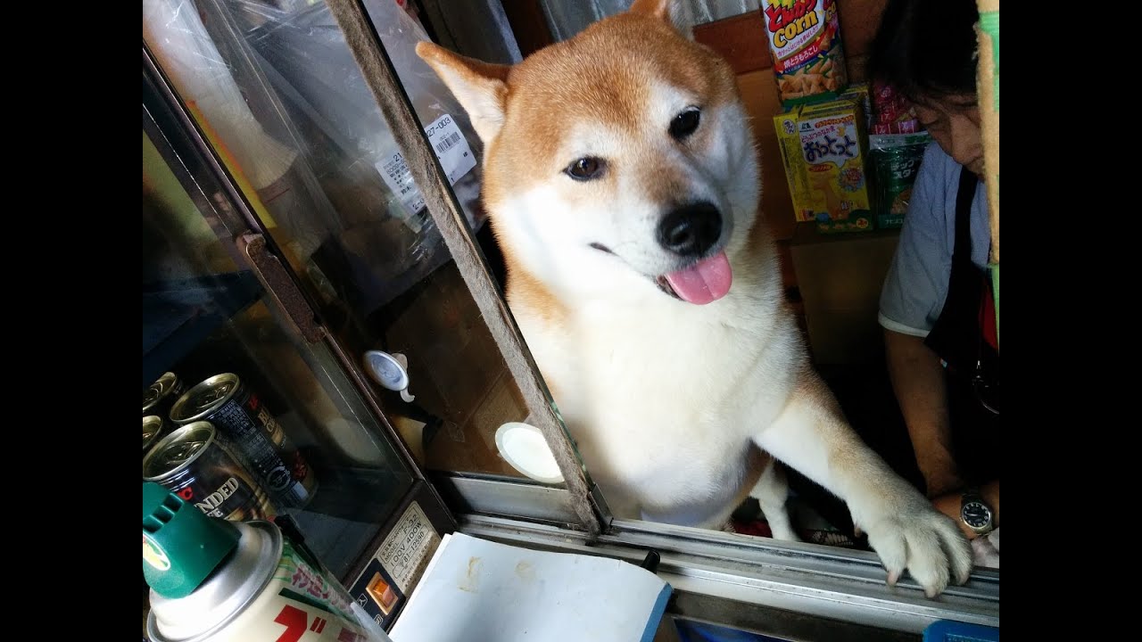 武蔵小金井のタバコ屋さんの看板犬 シバくんに会ってきたpart2 鈴木タバコ店 Youtube