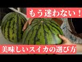 【生産者直伝】美味しいスイカの選び方！特徴3つを押さえて美味しいスイカを見分けよう。