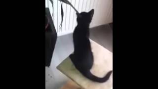 Yaprağa Takan Kedinin Dramı