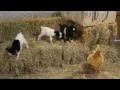 Baby Fainting Goats Meet Barn Chicken
